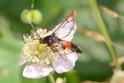 wilgenwespvlinder (Synanthedon formicaeformis) 6-2018 4521 4525